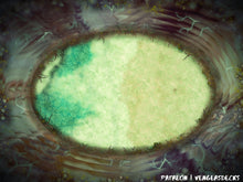 Load image into Gallery viewer, Woods Portal Strata Battlemaps
